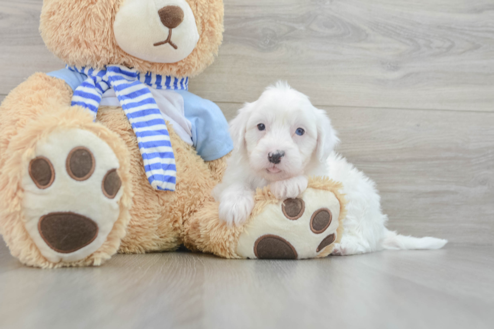 Energetic Mini Sheepapoo Poodle Mix Puppy