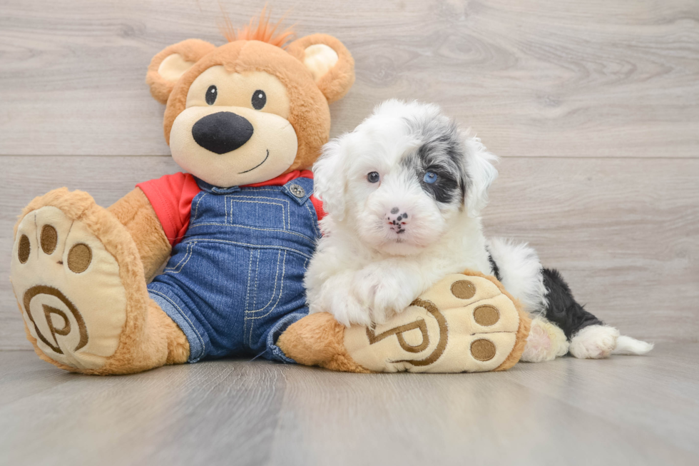 Energetic Mini Sheepapoo Poodle Mix Puppy