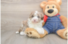 Mini Sheepadoodle Puppy for Adoption