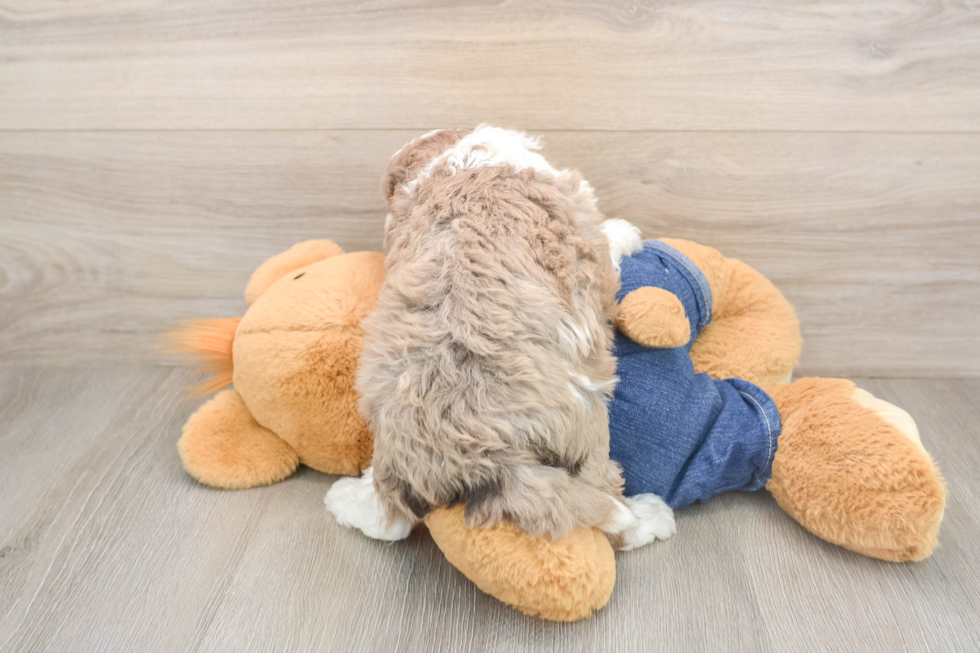Adorable Sheep a Poo Poodle Mix Puppy
