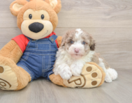 5 week old Mini Sheepadoodle Puppy For Sale - Simply Southern Pups