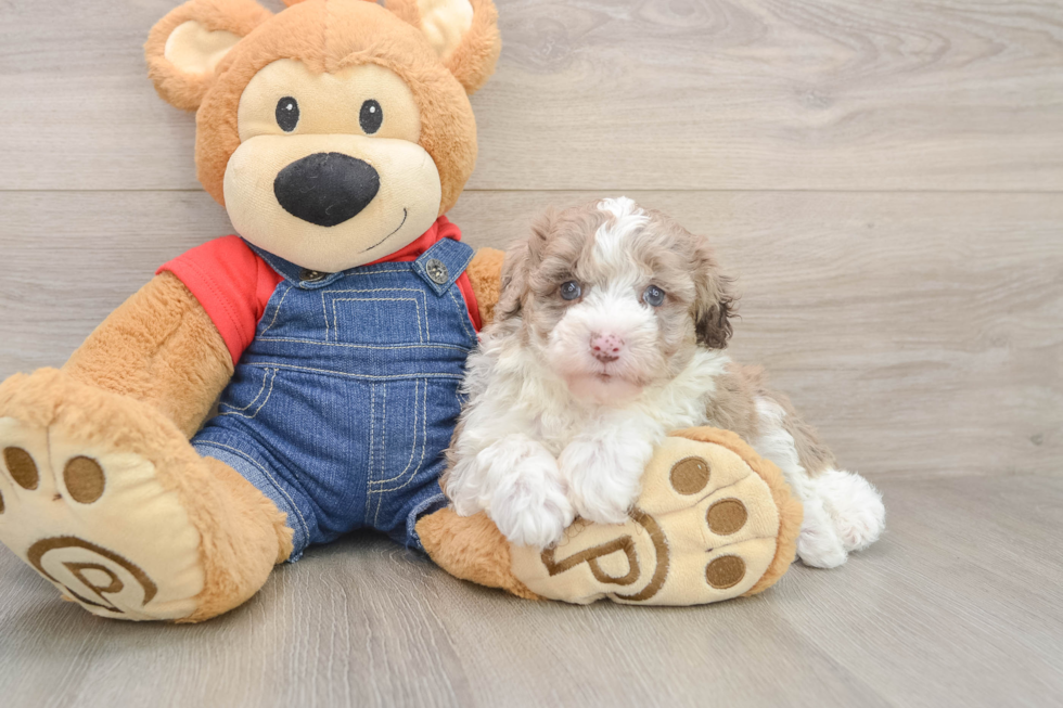 Hypoallergenic Sheep a Poo Poodle Mix Puppy