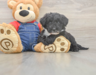 6 week old Mini Sheepadoodle Puppy For Sale - Simply Southern Pups