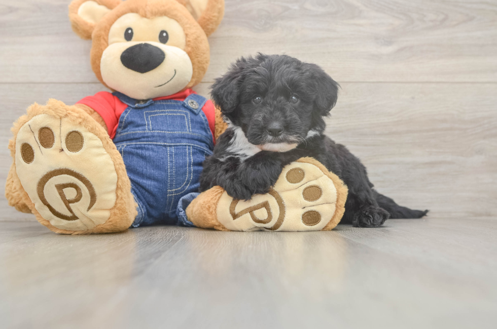 6 week old Mini Sheepadoodle Puppy For Sale - Simply Southern Pups