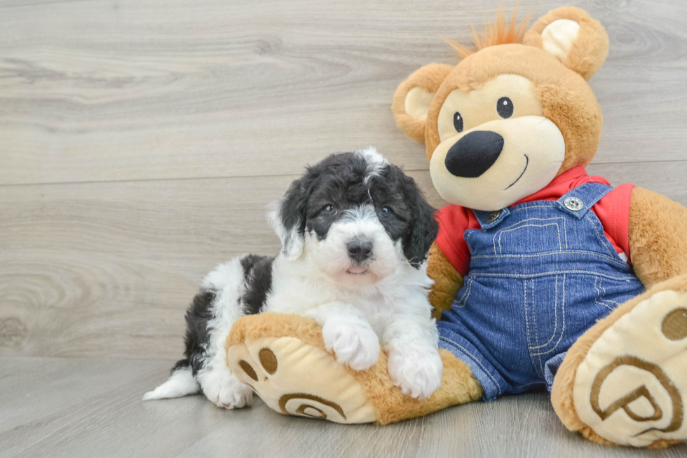 Mini Sheepadoodle Pup Being Cute