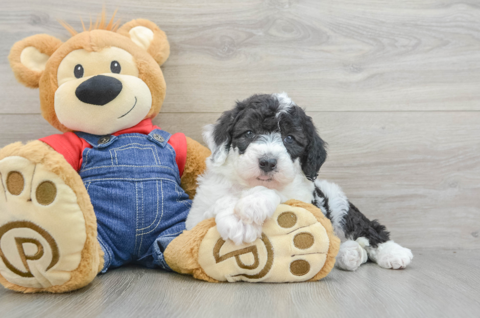 6 week old Mini Sheepadoodle Puppy For Sale - Simply Southern Pups