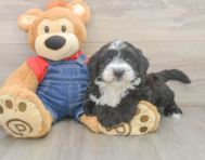 6 week old Mini Sheepadoodle Puppy For Sale - Simply Southern Pups