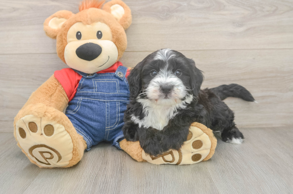 6 week old Mini Sheepadoodle Puppy For Sale - Simply Southern Pups