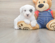 6 week old Mini Sheepadoodle Puppy For Sale - Simply Southern Pups