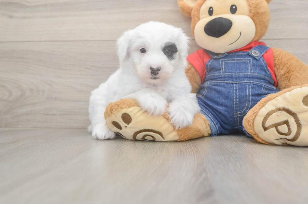6 week old Mini Sheepadoodle Puppy For Sale - Simply Southern Pups