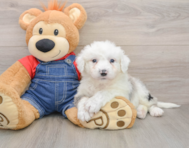 7 week old Mini Sheepadoodle Puppy For Sale - Simply Southern Pups
