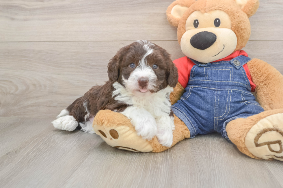 Cute Mini Sheepadoodle Baby