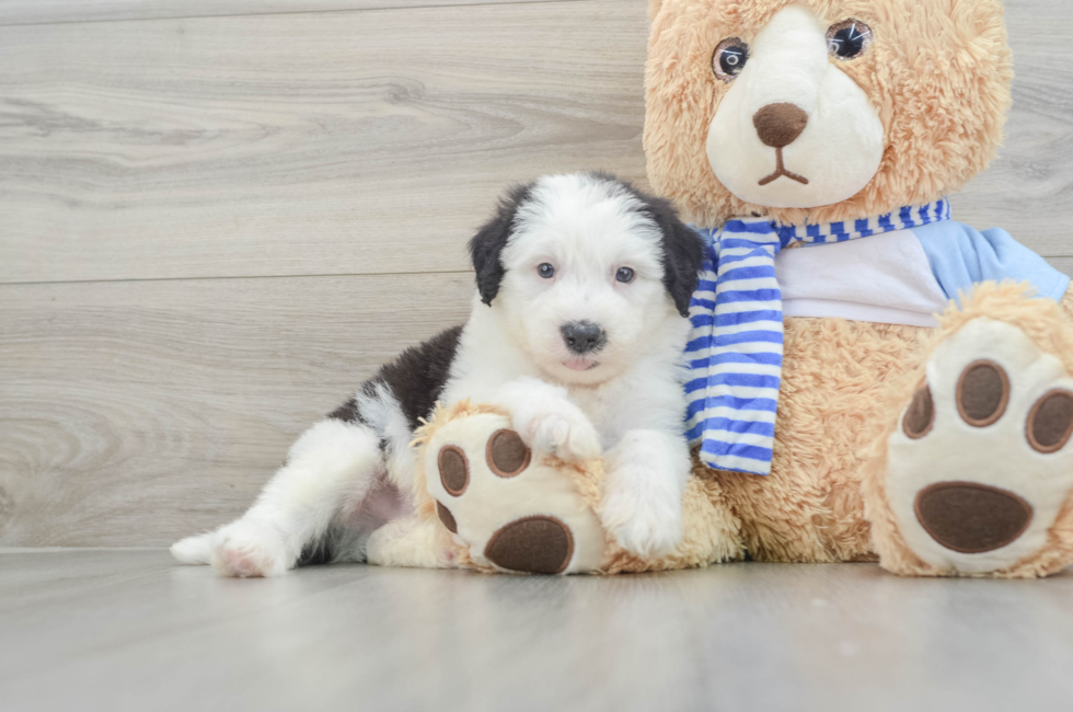 7 week old Mini Sheepadoodle Puppy For Sale - Simply Southern Pups