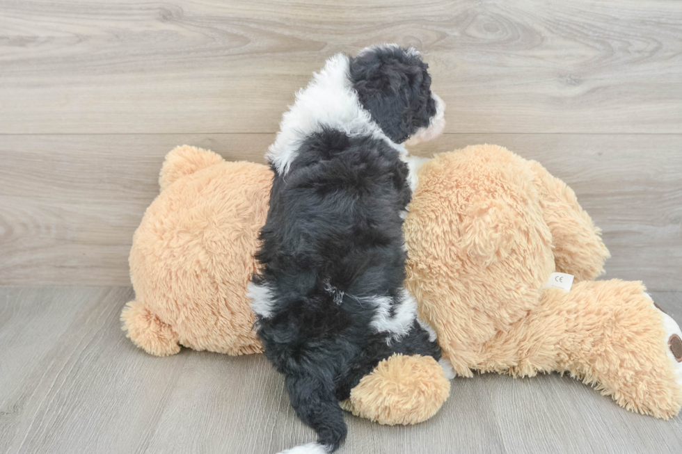 Best Mini Sheepadoodle Baby