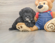 6 week old Mini Sheepadoodle Puppy For Sale - Simply Southern Pups