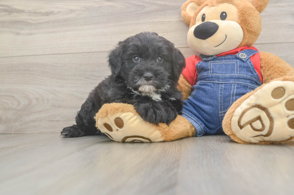 6 week old Mini Sheepadoodle Puppy For Sale - Simply Southern Pups
