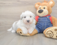 6 week old Mini Sheepadoodle Puppy For Sale - Simply Southern Pups