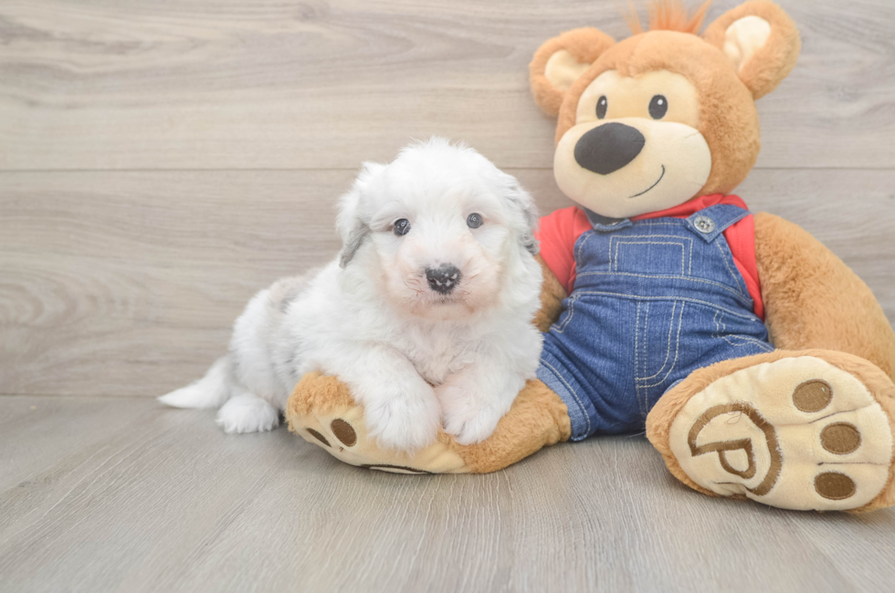 6 week old Mini Sheepadoodle Puppy For Sale - Simply Southern Pups