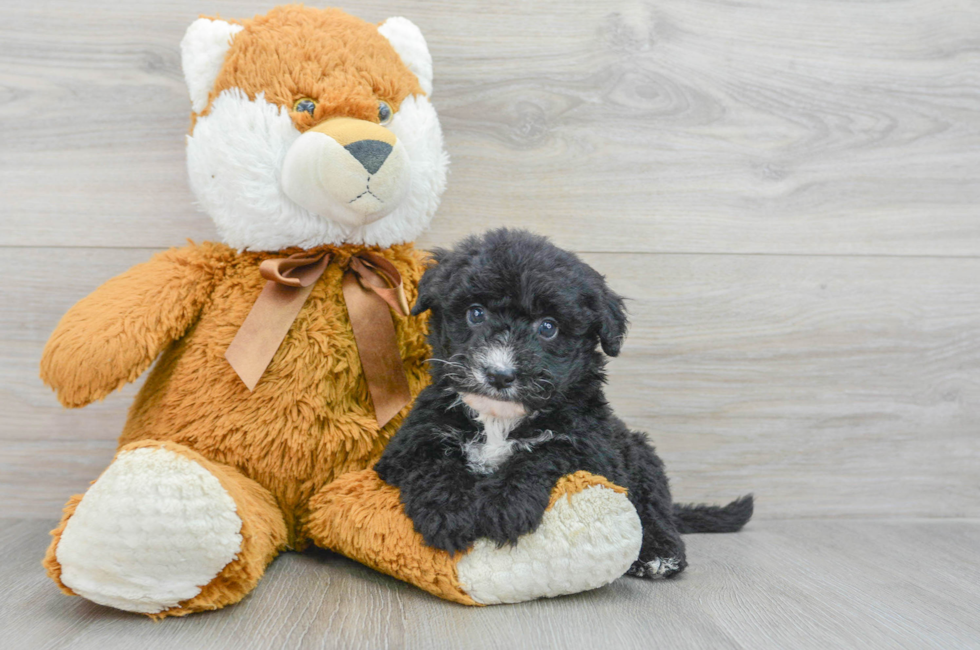 5 week old Mini Sheepadoodle Puppy For Sale - Simply Southern Pups