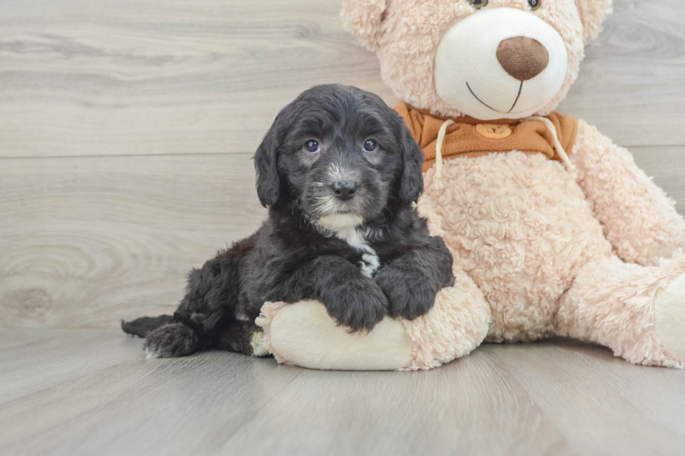 Fluffy Mini Sheepadoodle Poodle Mix Pup