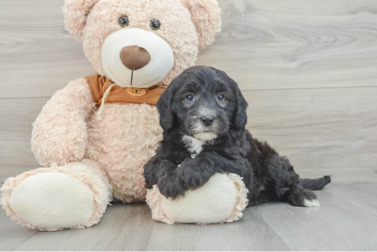 Sweet Mini Sheepadoodle Baby