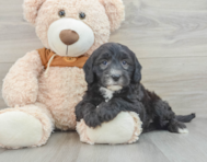 7 week old Mini Sheepadoodle Puppy For Sale - Simply Southern Pups