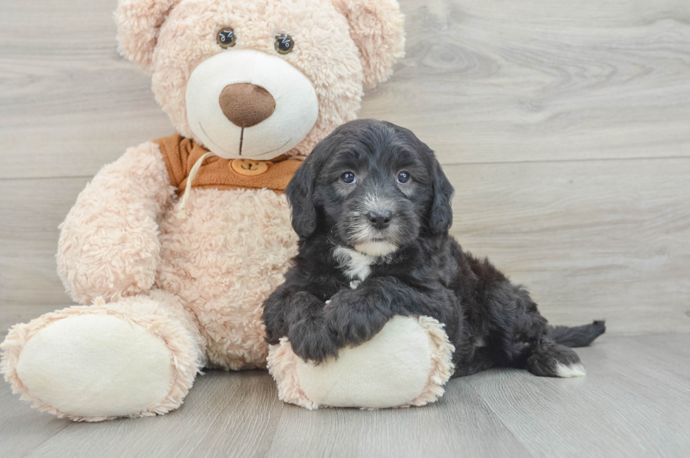 7 week old Mini Sheepadoodle Puppy For Sale - Simply Southern Pups