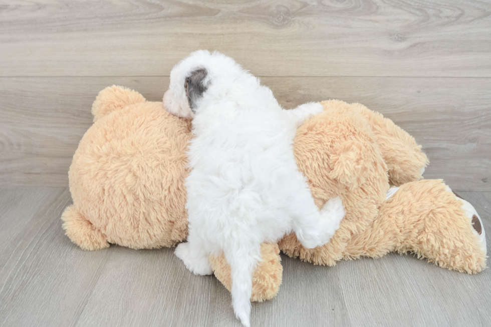 Mini Sheepadoodle Pup Being Cute