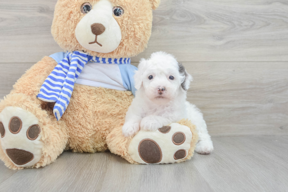 Playful Sheepdoodle Poodle Mix Puppy