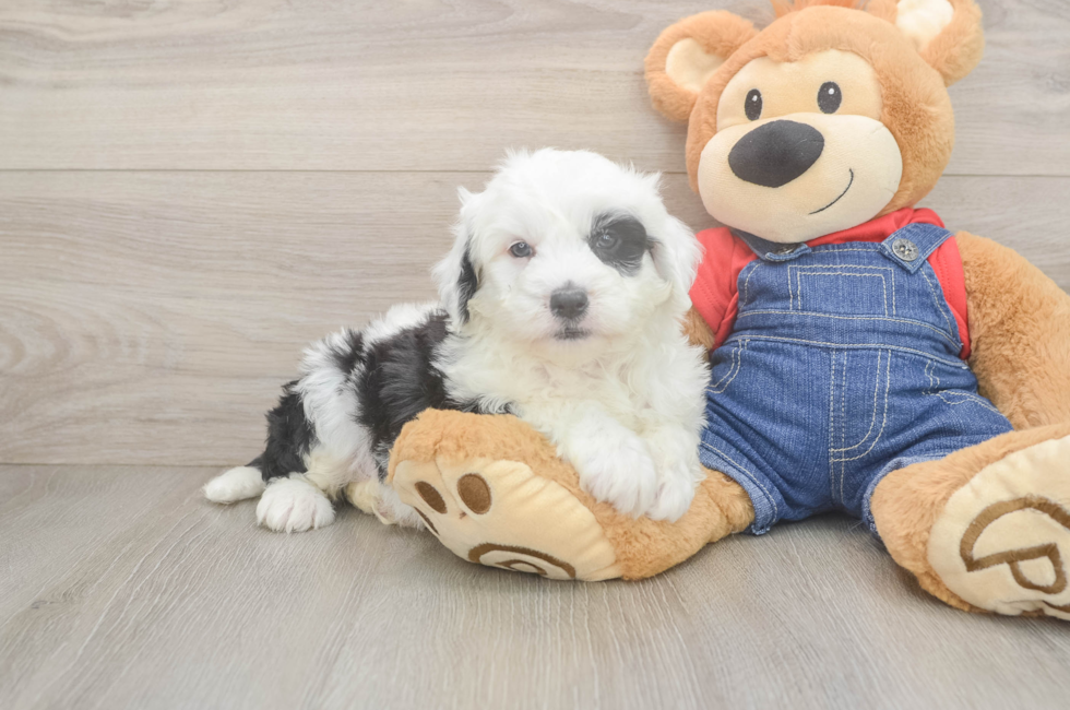 6 week old Mini Sheepadoodle Puppy For Sale - Simply Southern Pups