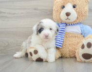 7 week old Mini Sheepadoodle Puppy For Sale - Simply Southern Pups