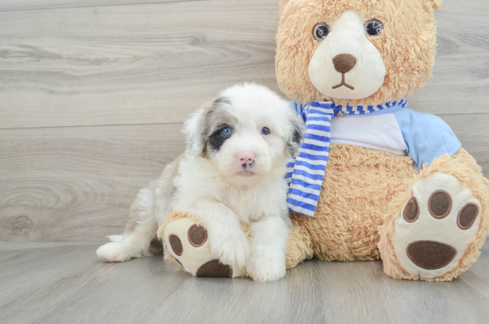 7 week old Mini Sheepadoodle Puppy For Sale - Simply Southern Pups