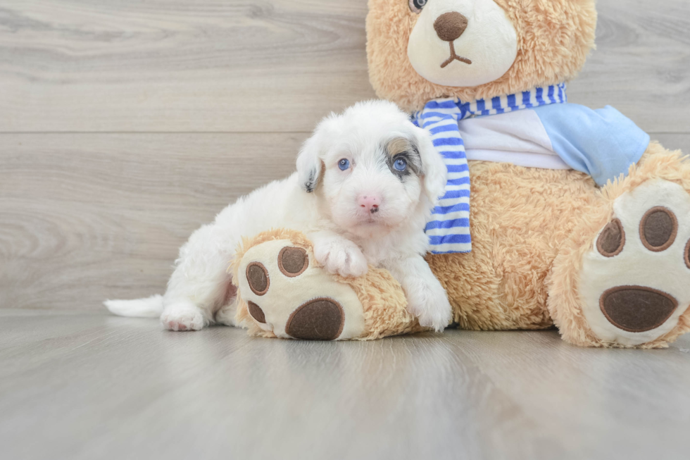 Fluffy Mini Sheepadoodle Poodle Mix Pup