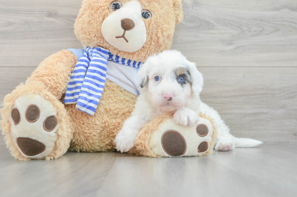 Best Mini Sheepadoodle Baby