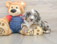 6 week old Mini Sheepadoodle Puppy For Sale - Simply Southern Pups