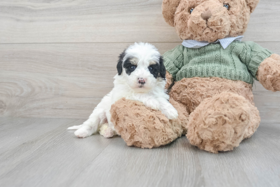 Mini Sheepadoodle Puppy for Adoption