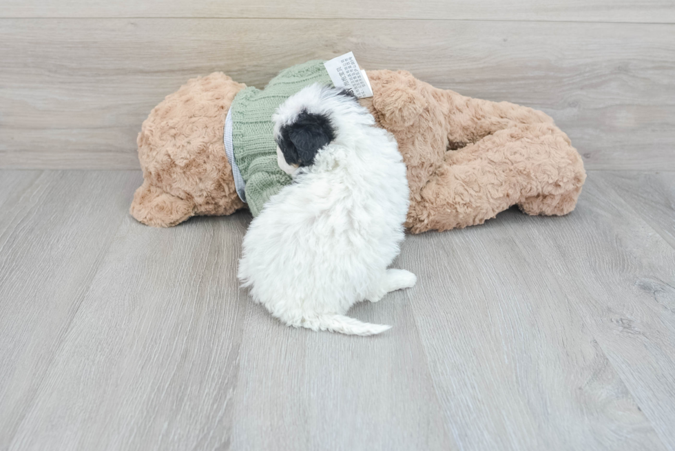Adorable Sheep Dog Poodle Mix Puppy