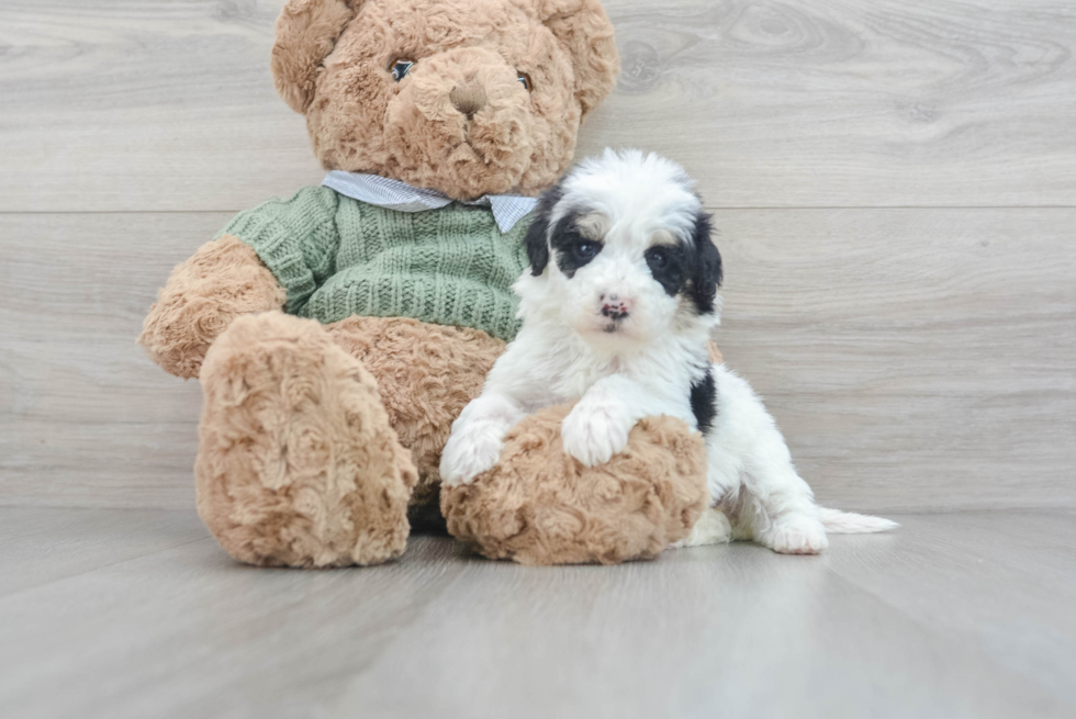 Mini Sheepadoodle Pup Being Cute