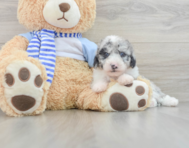 7 week old Mini Sheepadoodle Puppy For Sale - Simply Southern Pups