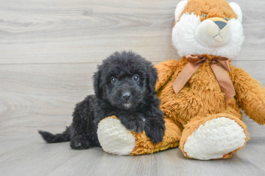 Mini Sheepadoodle Pup Being Cute