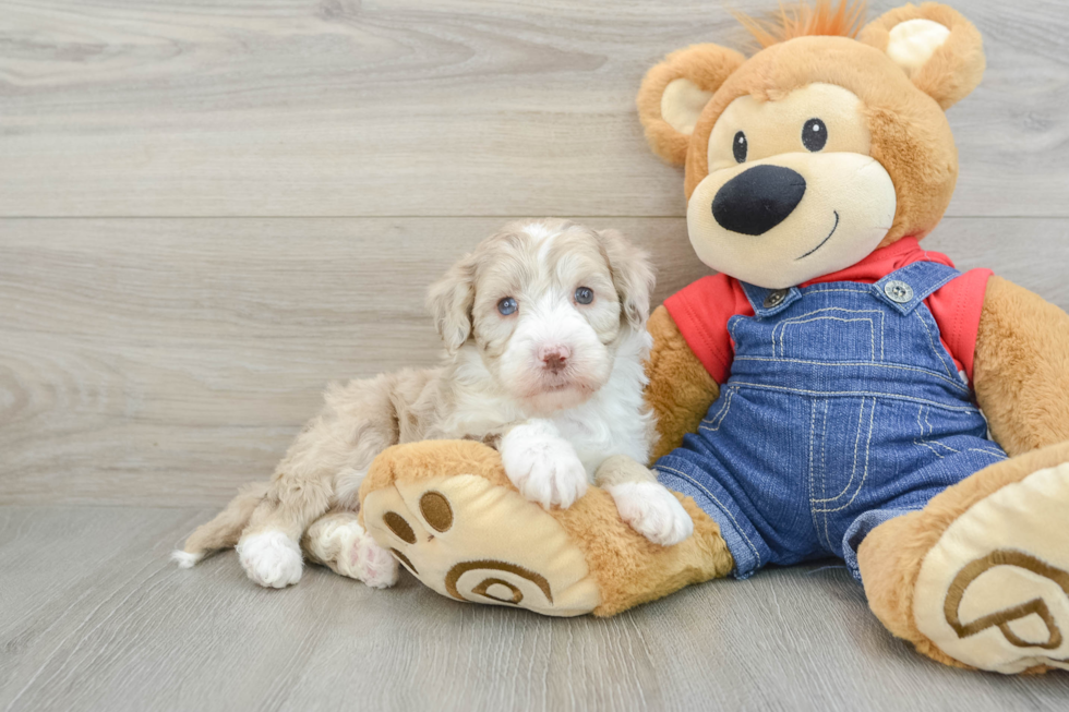 Small Mini Sheepadoodle Baby