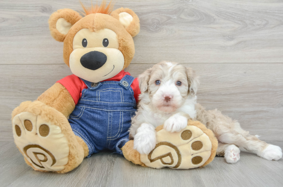 6 week old Mini Sheepadoodle Puppy For Sale - Simply Southern Pups