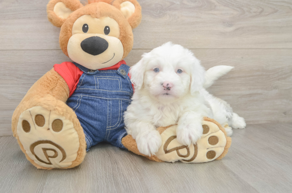 6 week old Mini Sheepadoodle Puppy For Sale - Simply Southern Pups