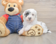 6 week old Mini Sheepadoodle Puppy For Sale - Simply Southern Pups