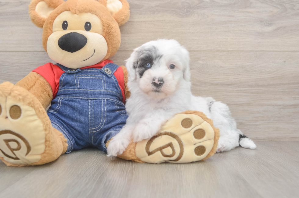 6 week old Mini Sheepadoodle Puppy For Sale - Simply Southern Pups