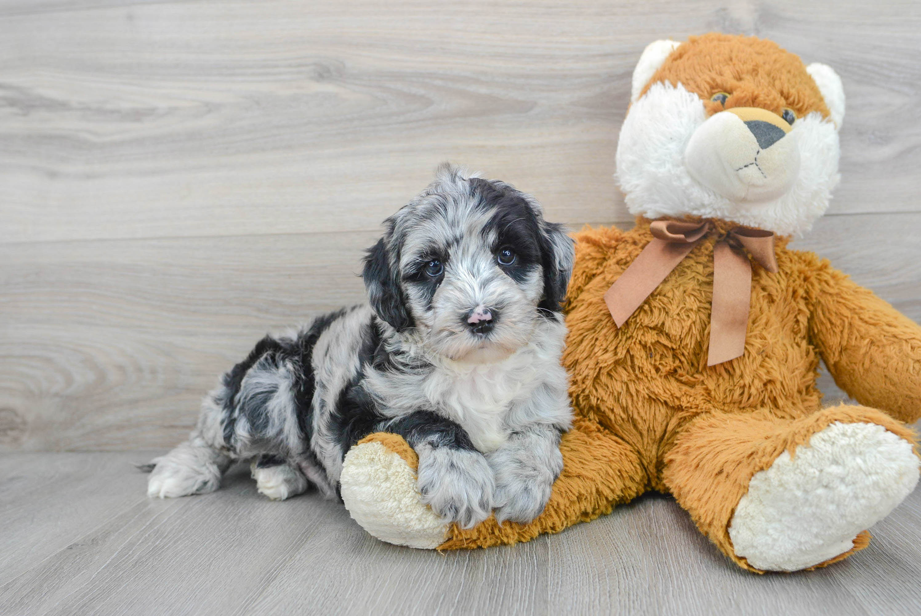 Sheepadoodle mini best sale