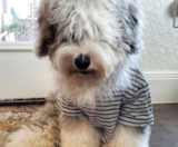 Mini Sheepadoodle Puppies For Sale Simply Southern Pups
