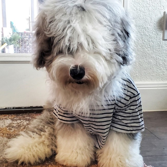 Mini Sheepadoodle Puppies For Sale - Simply Southern Pups