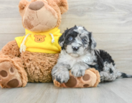 6 week old Mini Sheepadoodle Puppy For Sale - Simply Southern Pups