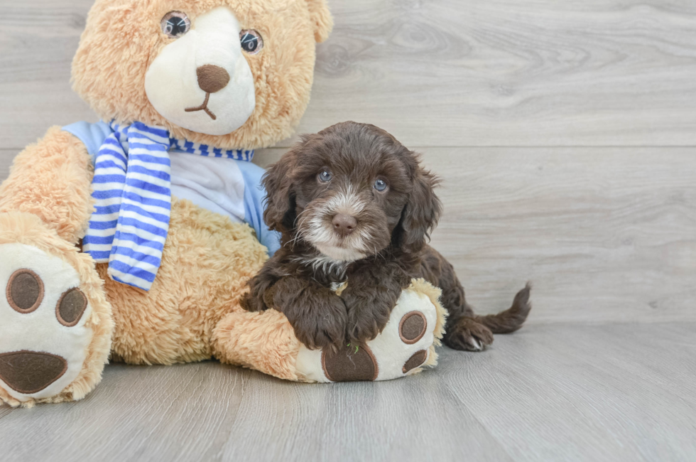 6 week old Mini Sheepadoodle Puppy For Sale - Simply Southern Pups